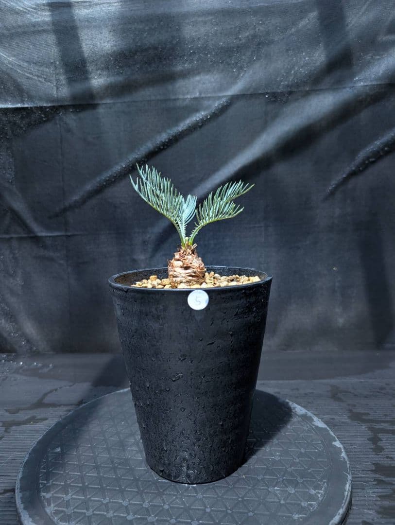 ベストセレクション ５ サイカス カイルンシアナ スーパーブルードワーフ