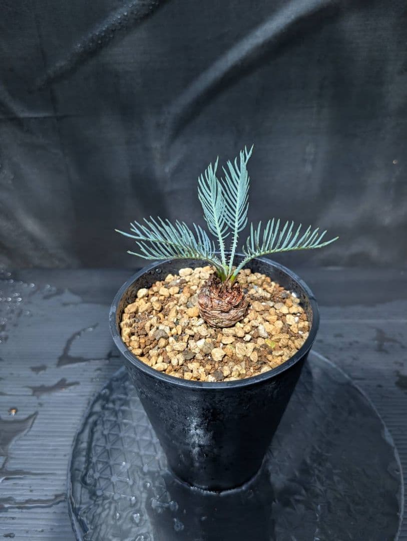 ベストセレクション ５ サイカス カイルンシアナ スーパーブルードワーフ