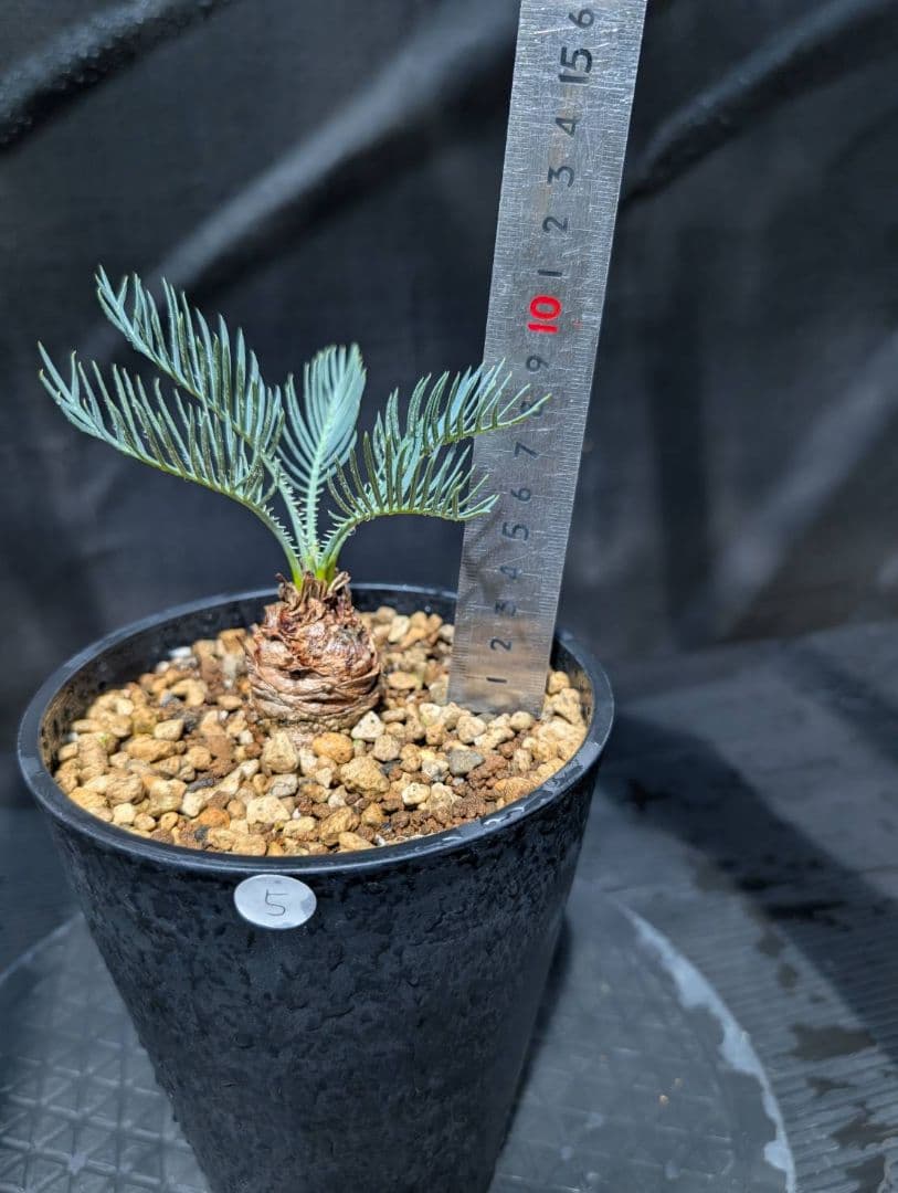 ベストセレクション ５ サイカス カイルンシアナ スーパーブルードワーフ