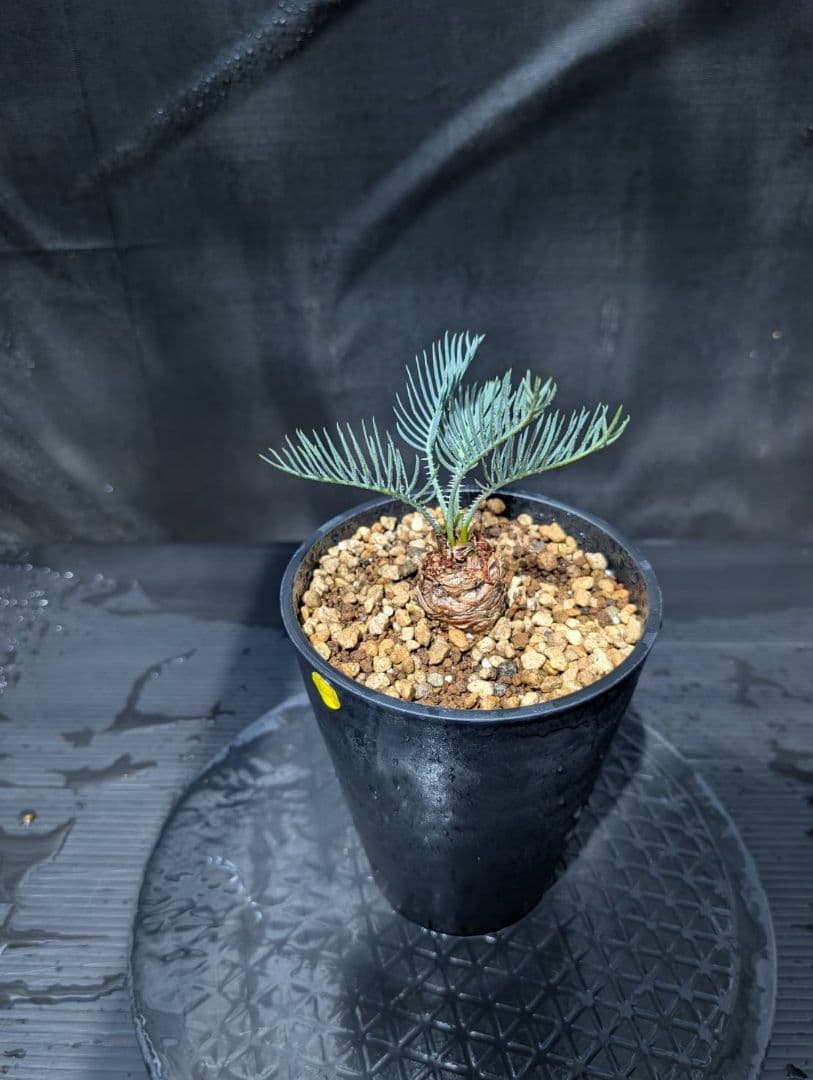 ベストセレクション ５ サイカス カイルンシアナ スーパーブルードワーフ