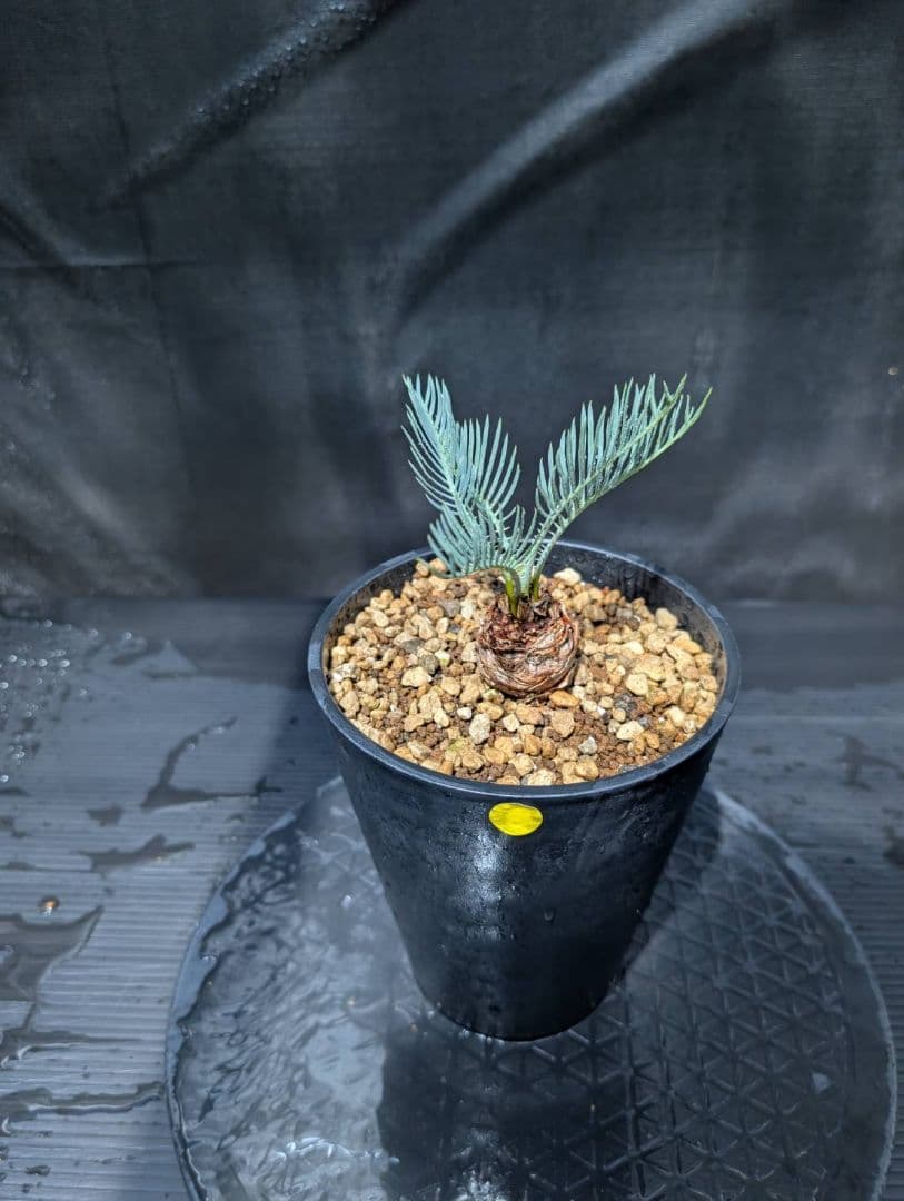 ベストセレクション ５ サイカス カイルンシアナ スーパーブルードワーフ