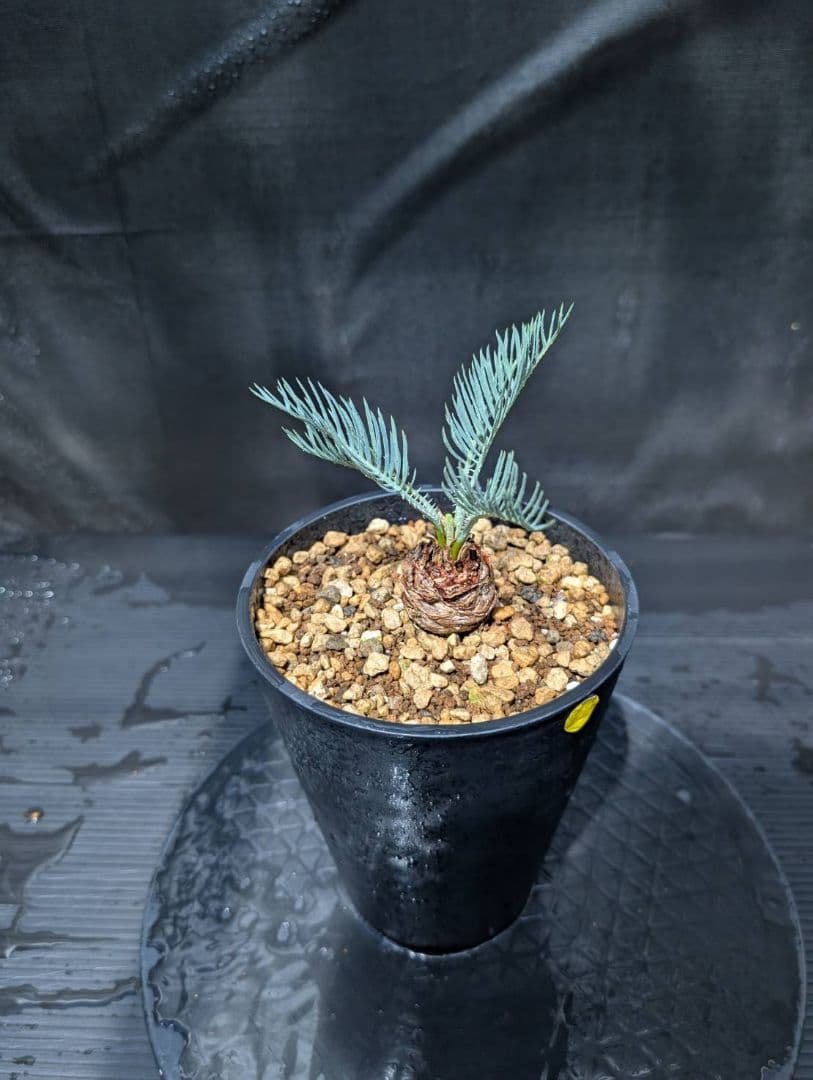 ベストセレクション ５ サイカス カイルンシアナ スーパーブルードワーフ