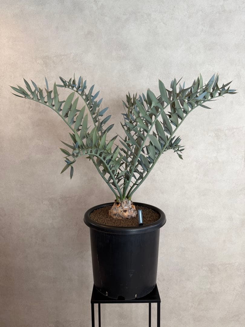 エンセファラルトス ホリダス オニソテツ 引取り希望