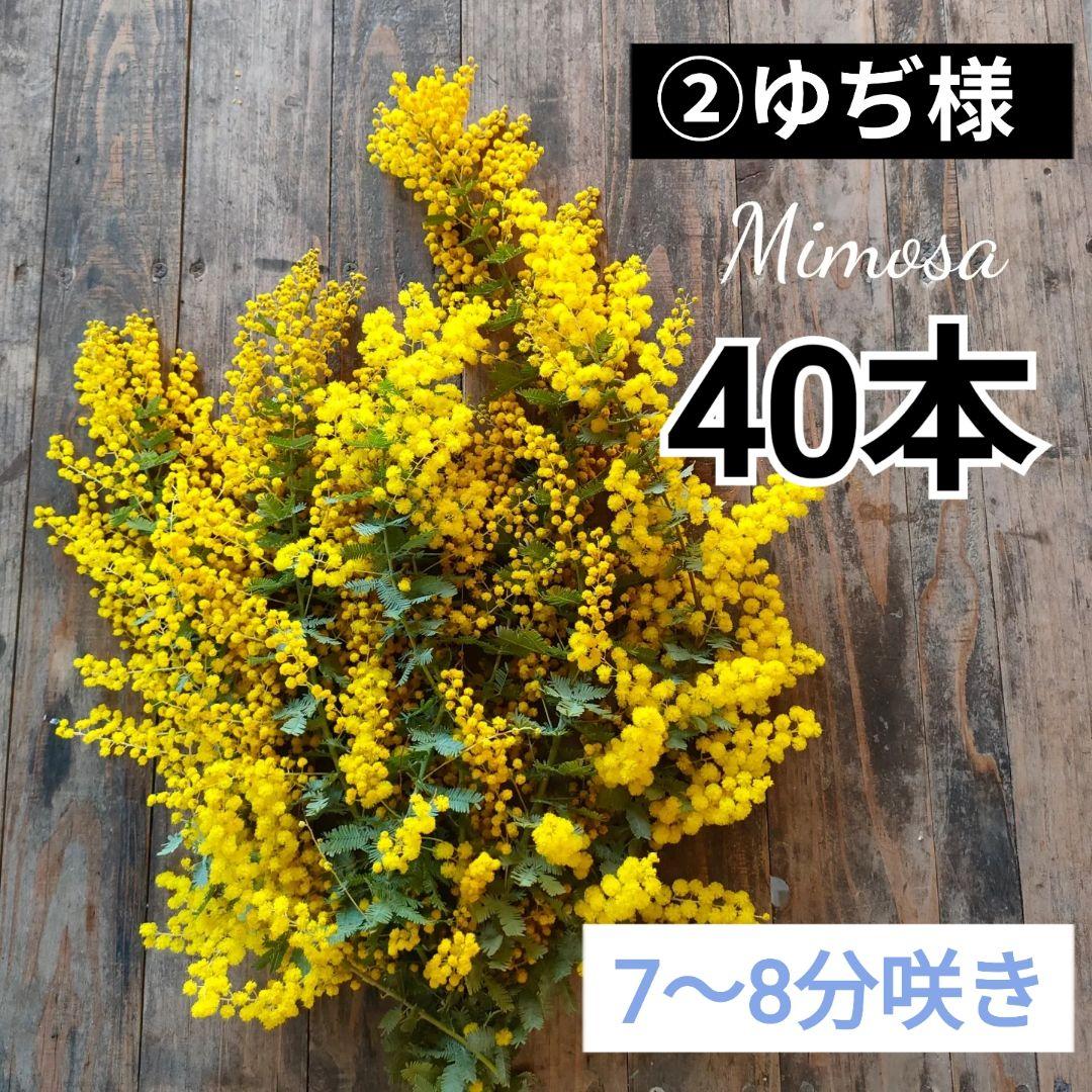 ②7〜8分咲き ゆぢページ