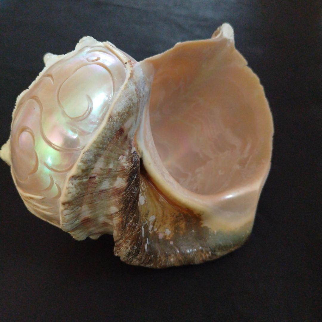 貝殻　置物　龍　鳳凰　彫刻