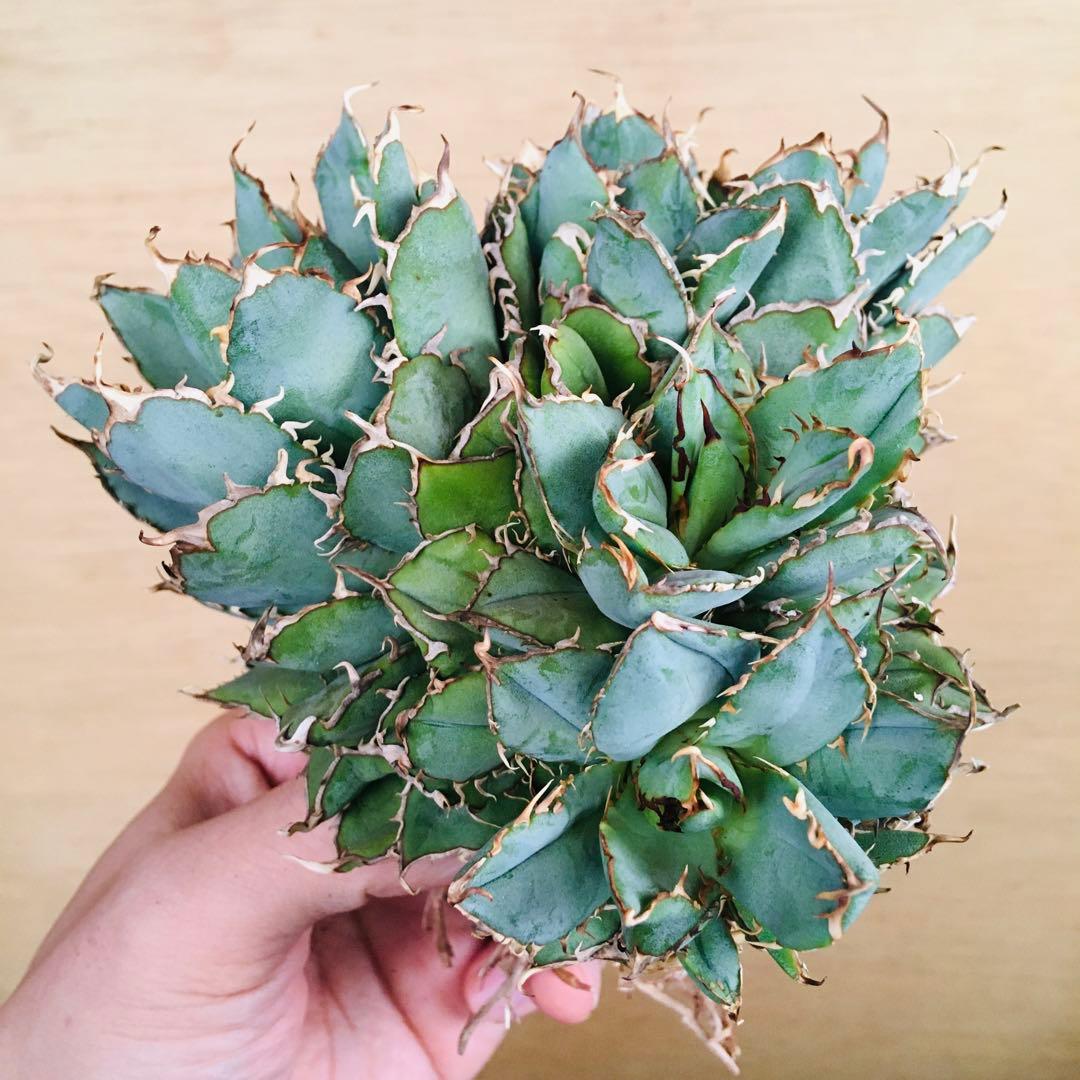 【稀少】21-7 白火焔綴化 アガベ チタノタ ホワイトファイヤー フィリグリー