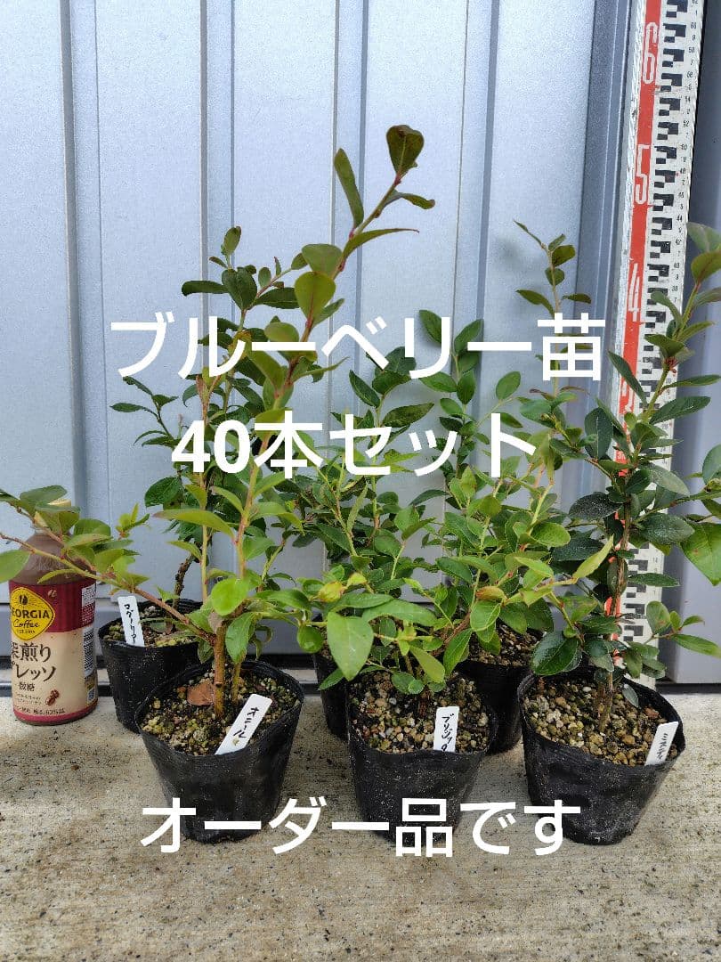ブルーベリー苗3.5号ポット40本セット①