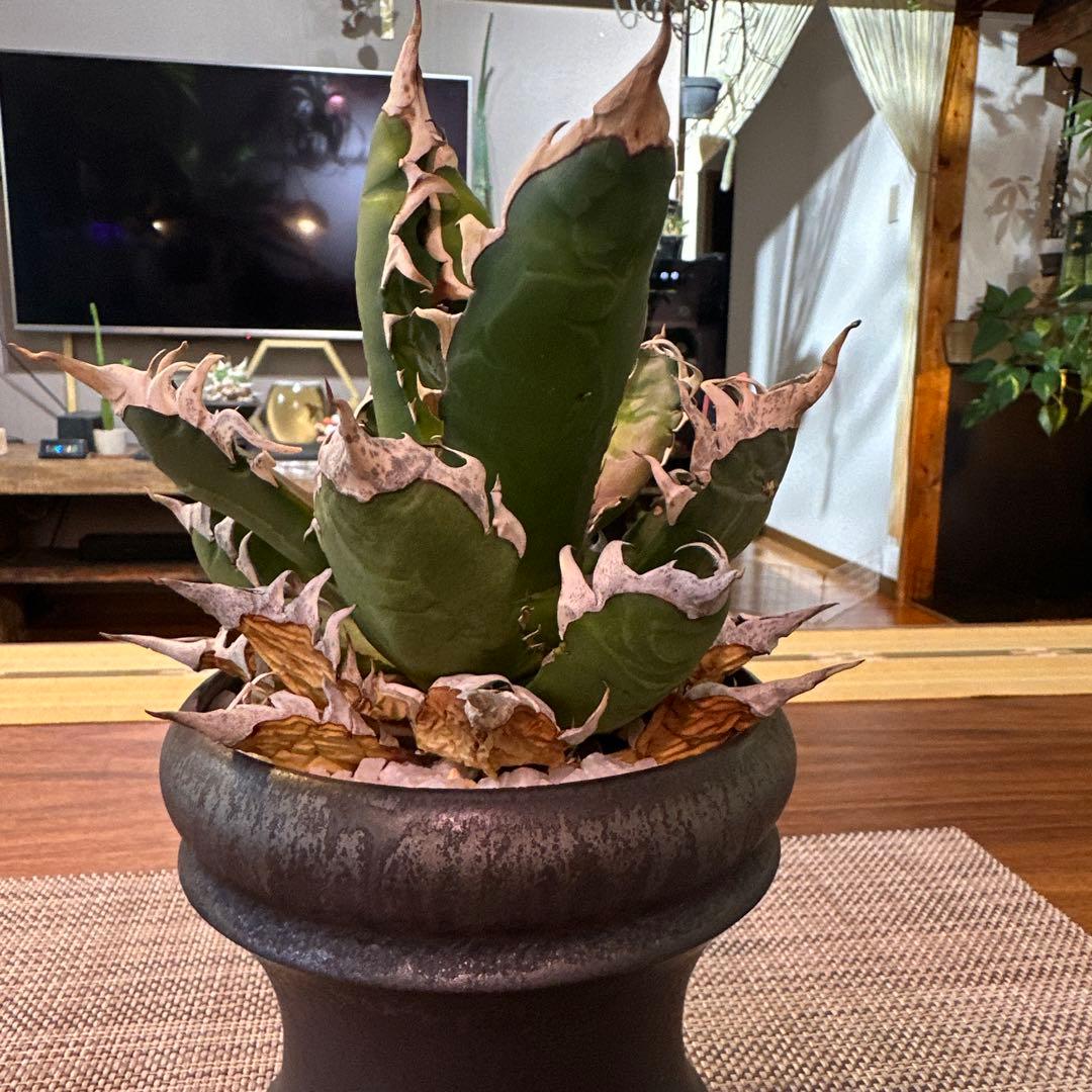 アガベ レッドキャットウィーズル