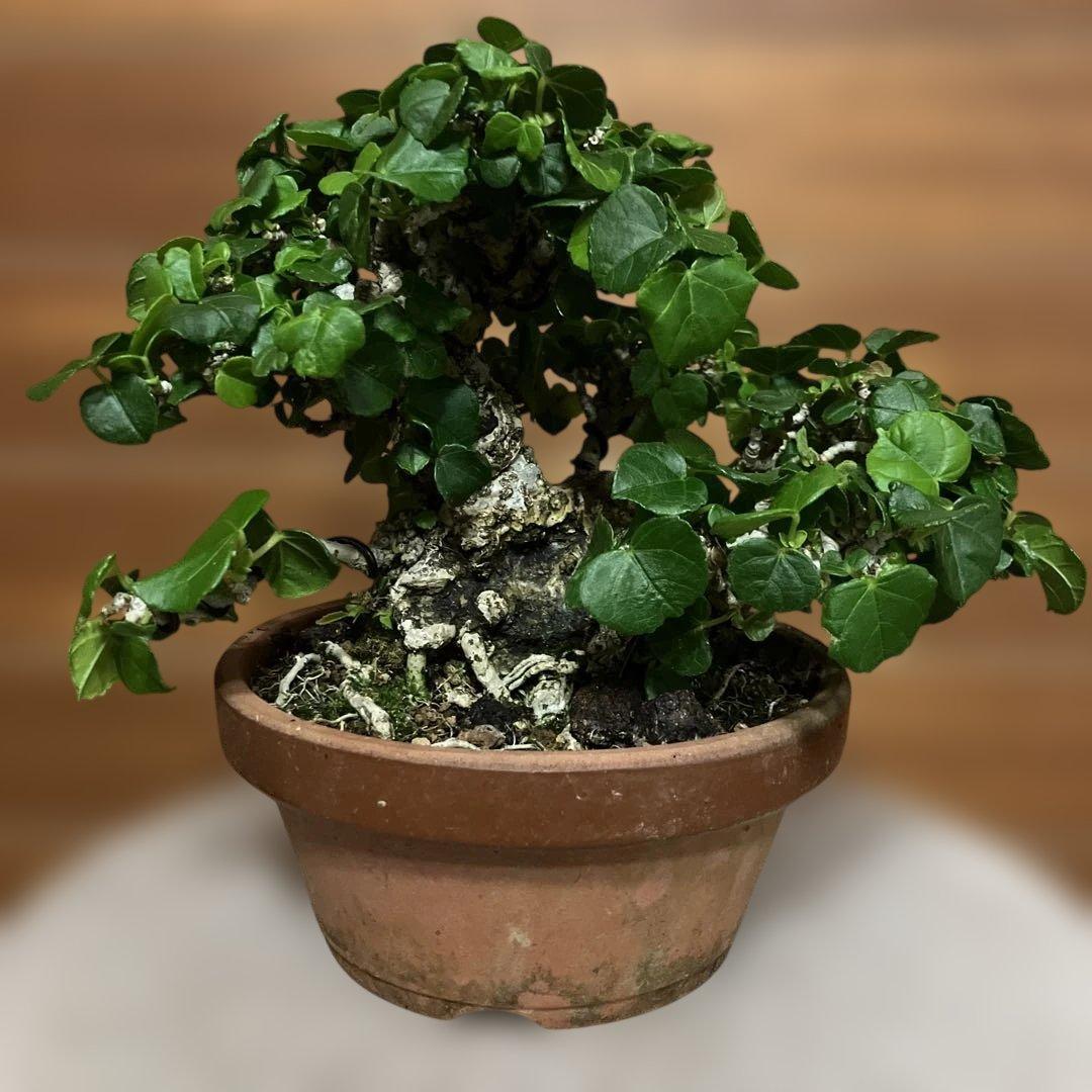 オオハマボウ　琉球盆栽　塊根