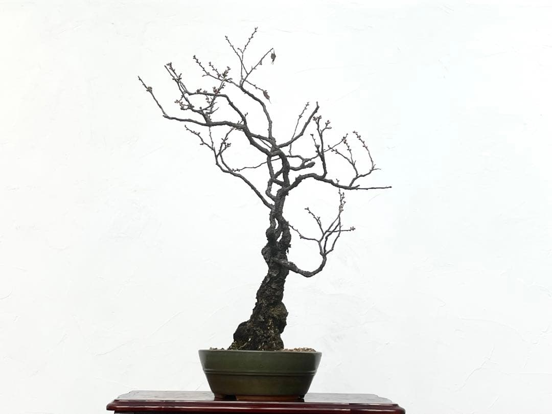 三河盆栽　野梅　盆栽