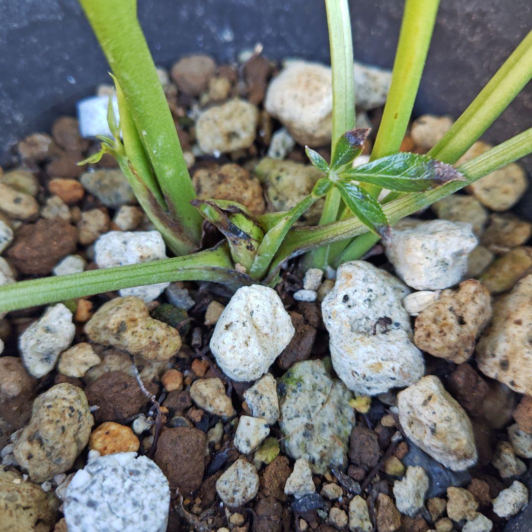 あ*ン様 クリスマスローズ 大和園 フレックルキス 株分け