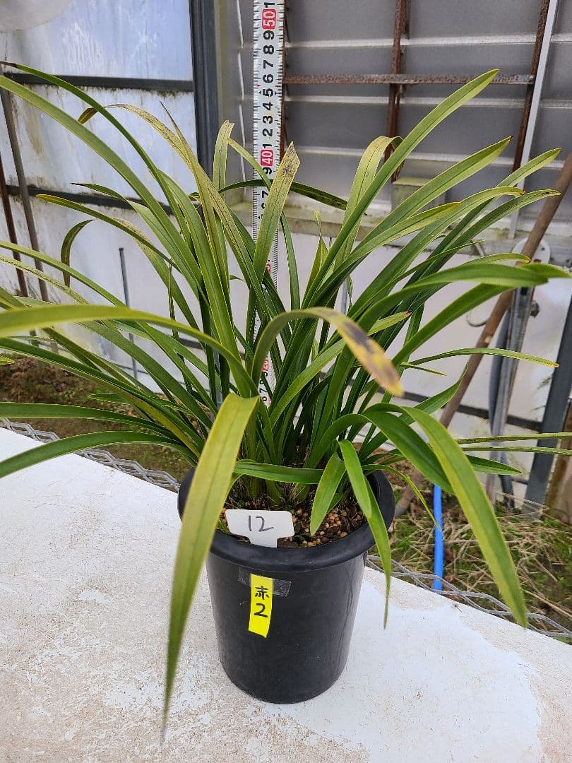 その他観葉植物 cozy