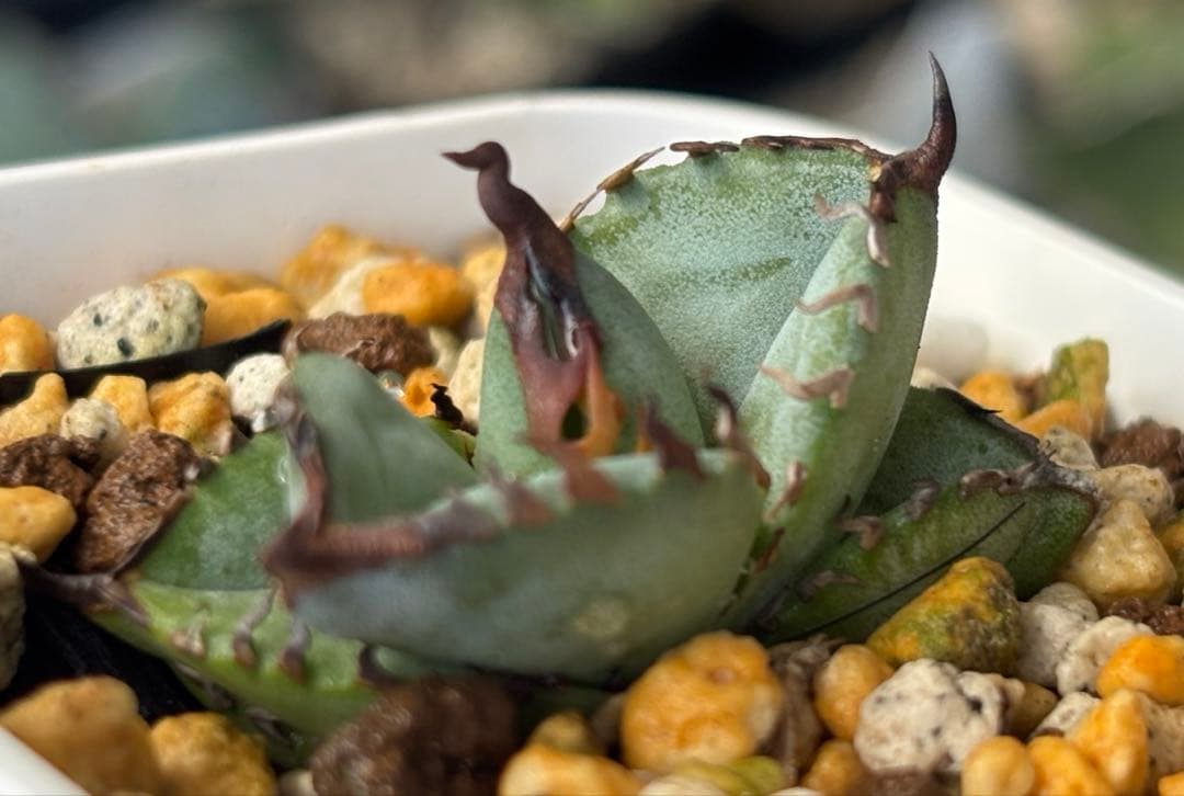 実生 チタノタブルー 検索)オアハカ オテロイ アガベ fo-076 ホリダ