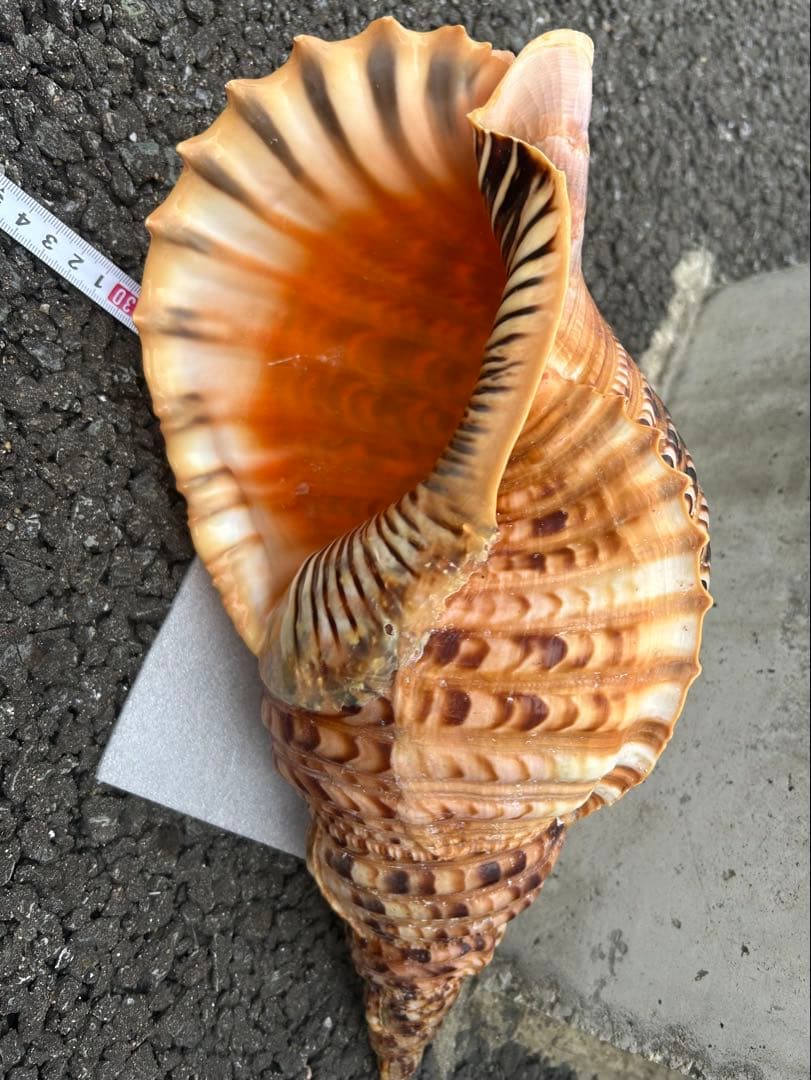 特大　法螺貝　41.5cm 美品　蓋付