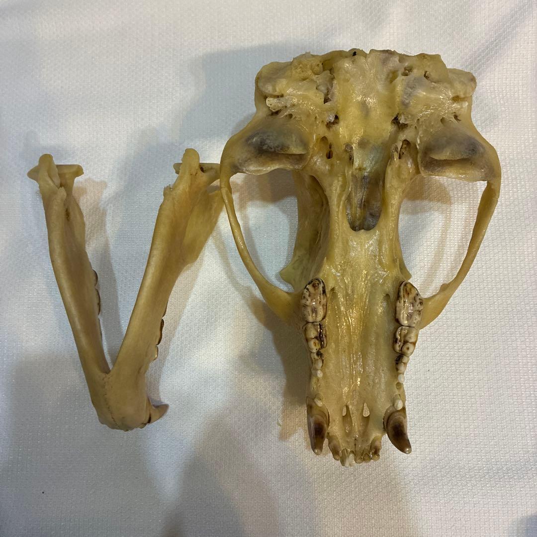 ツキノワグマ 頭蓋骨