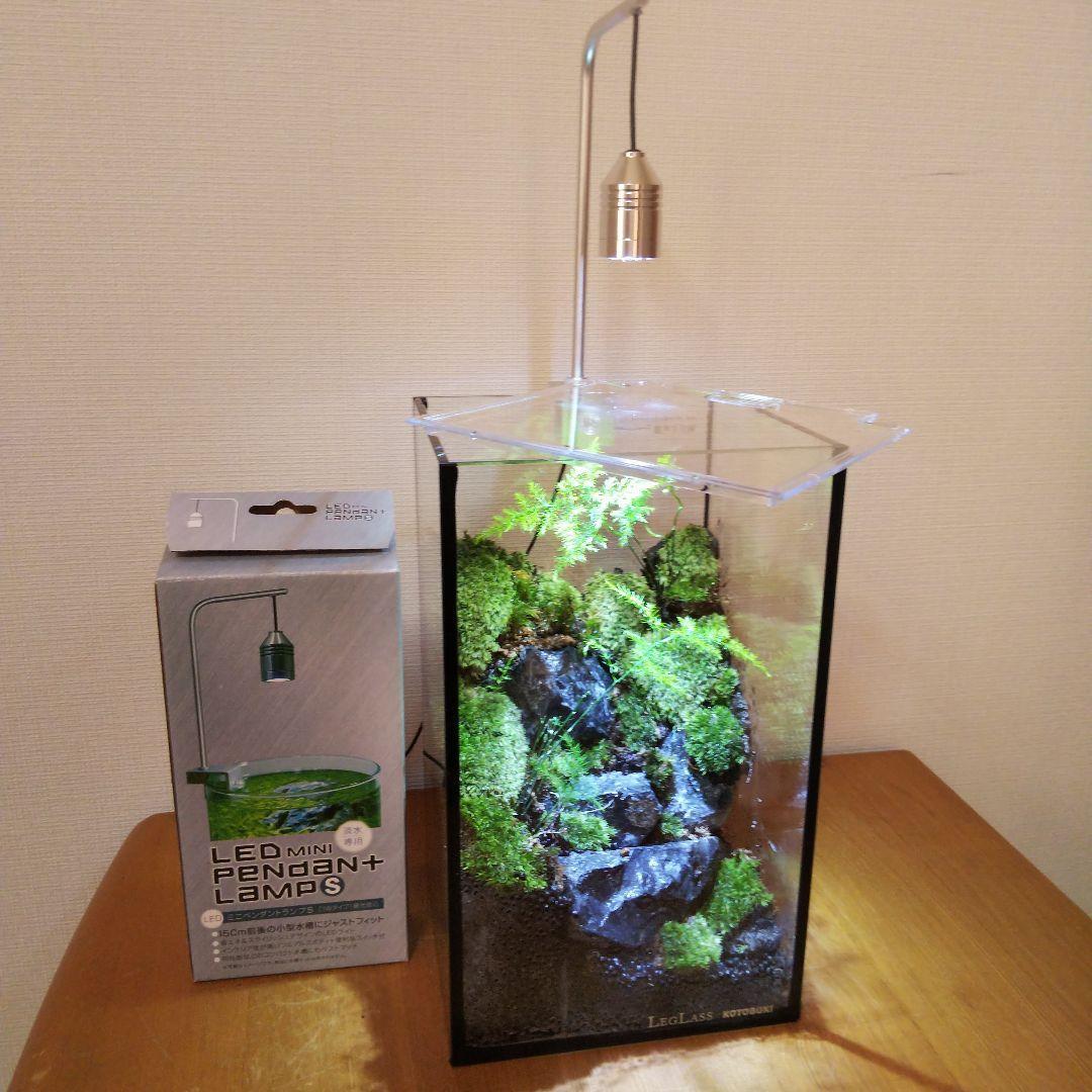 【受注生産】苔テラリウム 苔ボトル ホソバオキナゴケ