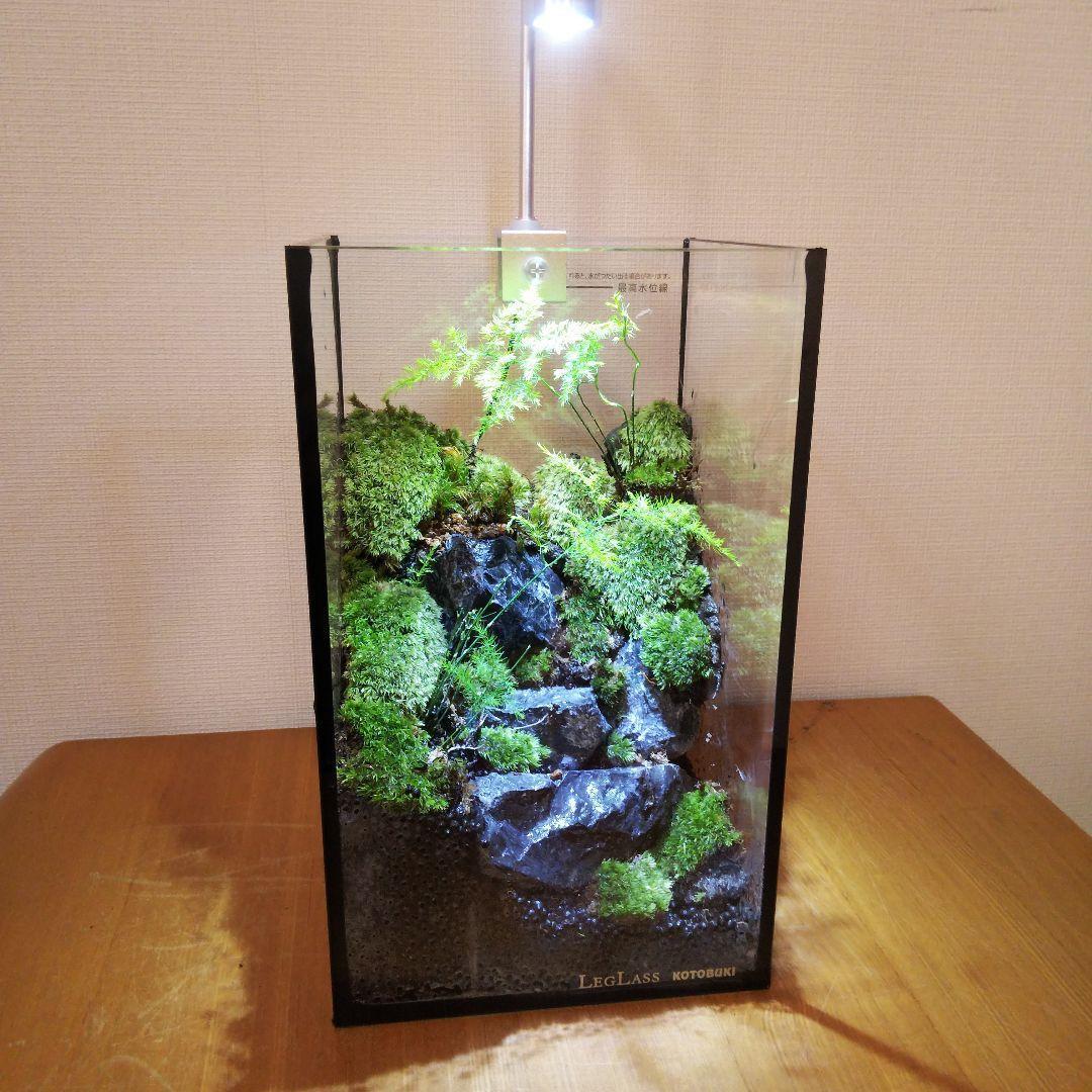 【受注生産】苔テラリウム 苔ボトル ホソバオキナゴケ