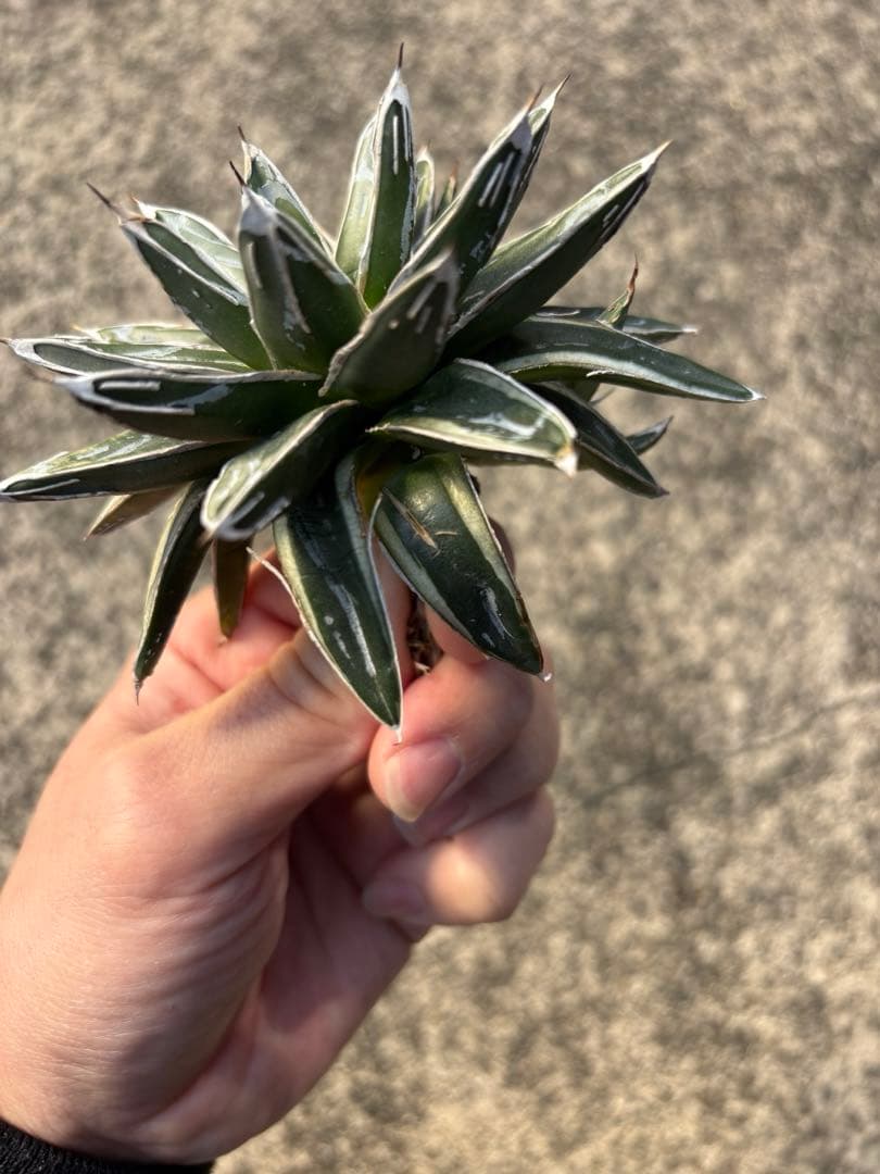 アガベ　笹の雪　白外斑入　子株3個付　極上株