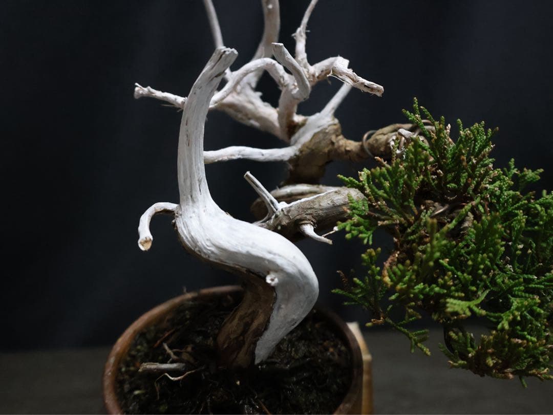 逸品　糸魚川真柏　幹芸良　真柏　小品盆栽　天シャリ　天ジンシャリ芸　樹高14cm