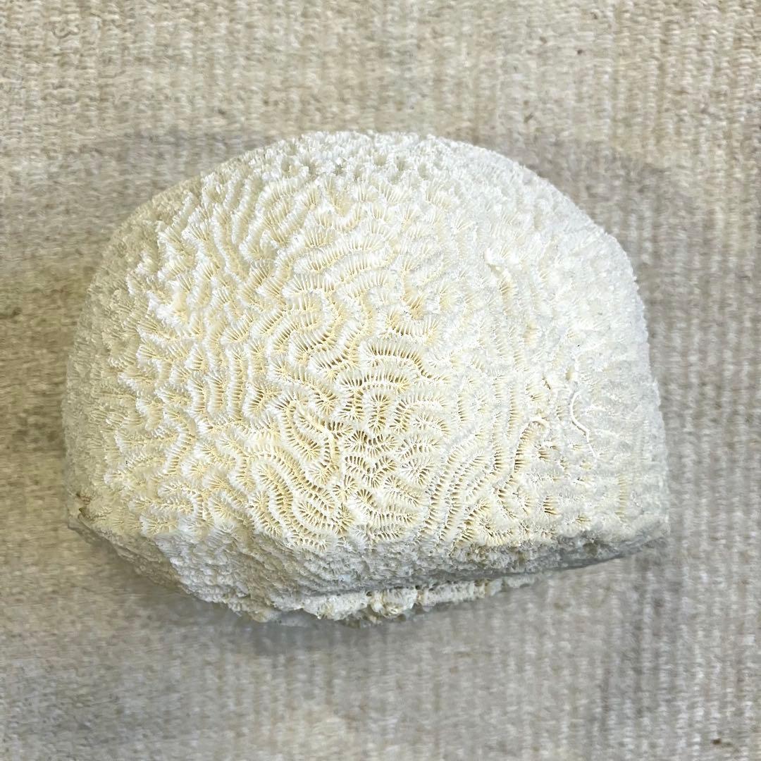 ブレインコーラル サンゴ 標本 16cm 自然科学 インテリア アクアリウム