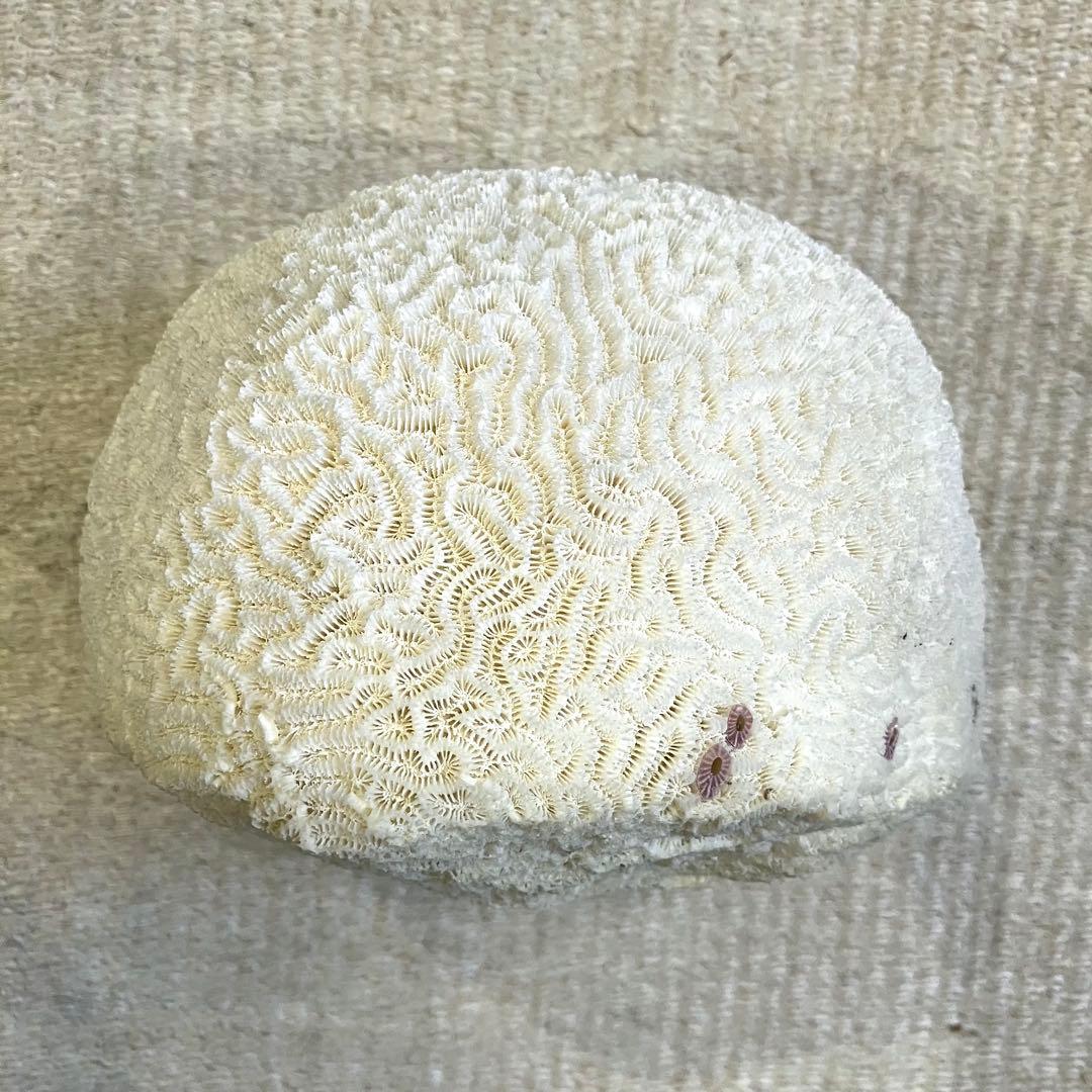 ブレインコーラル サンゴ 標本 16cm 自然科学 インテリア アクアリウム