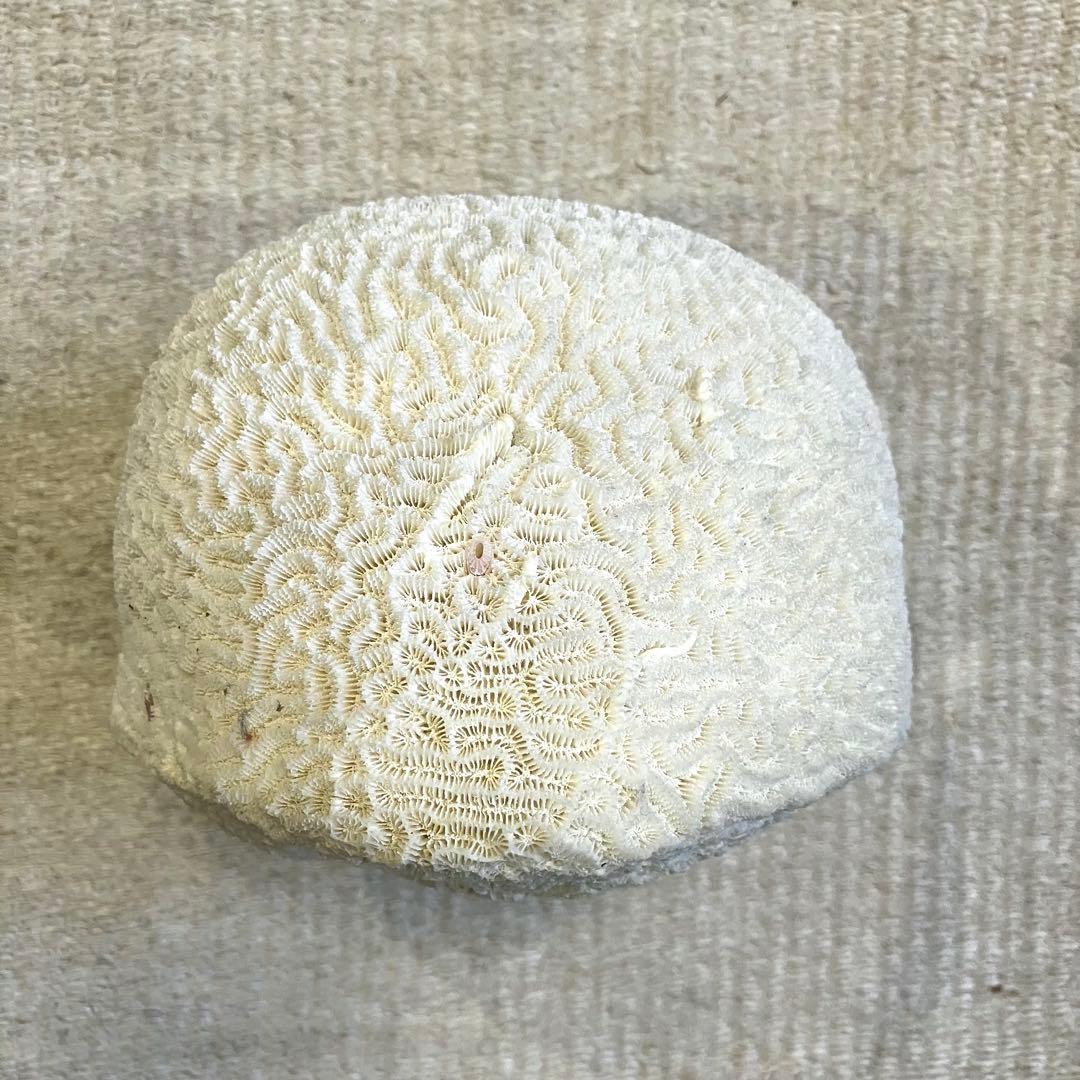 ブレインコーラル サンゴ 標本 16cm 自然科学 インテリア アクアリウム