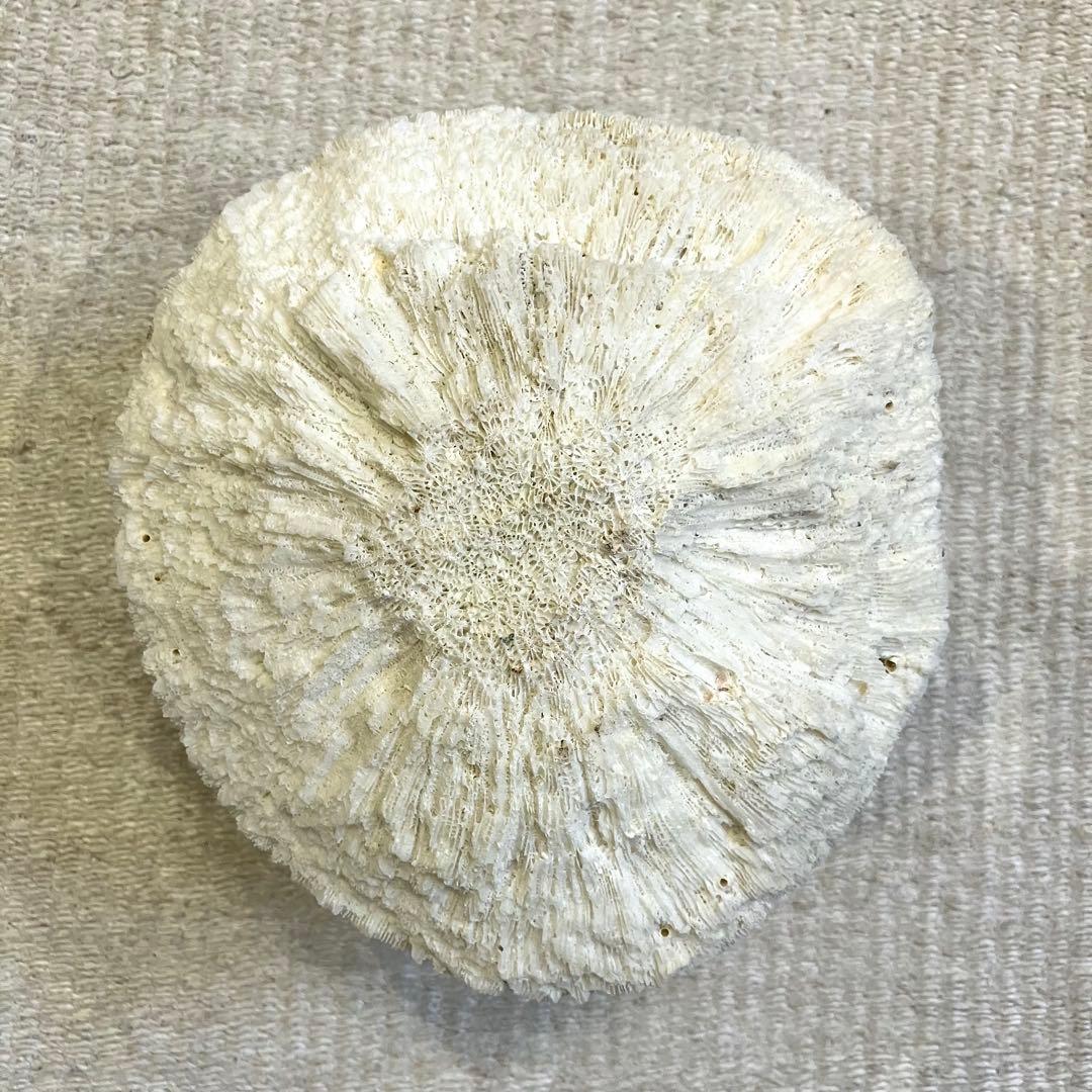 ブレインコーラル サンゴ 標本 16cm 自然科学 インテリア アクアリウム