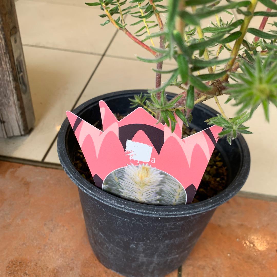 希少 フィリカ ハイドラ 3