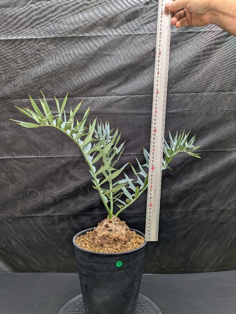 16 エンセファラルトス ホリダス 特大 丸々