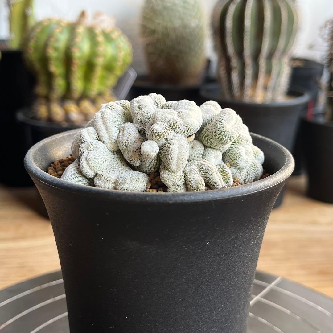 エピテランサ・小人の帽子 モンスト(抜き苗)