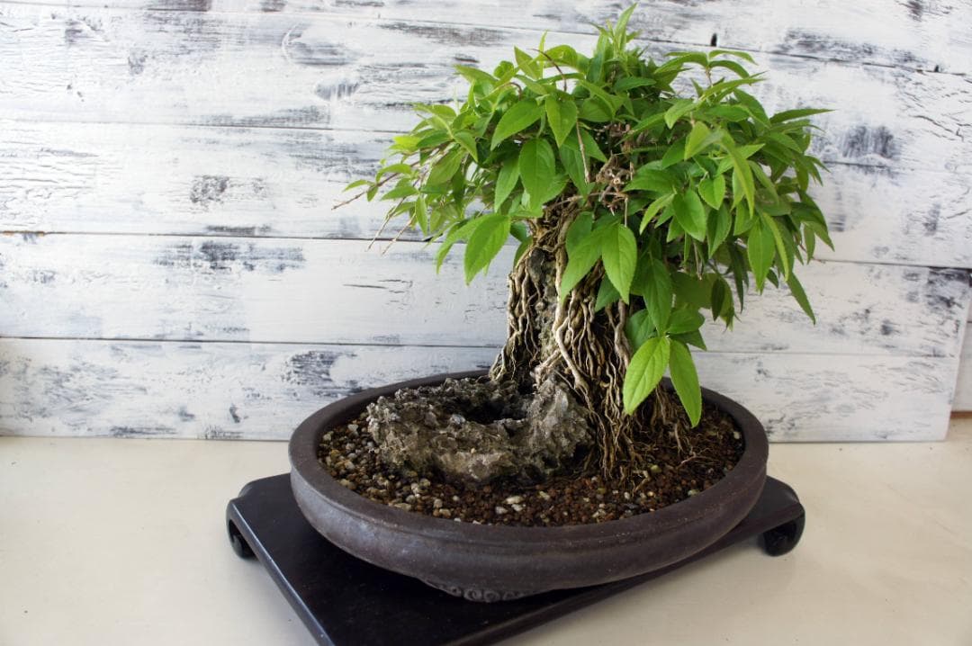 盆栽 『ウツギ 石付き』 石 インテリア 観葉植物 園芸 送料無料 b109