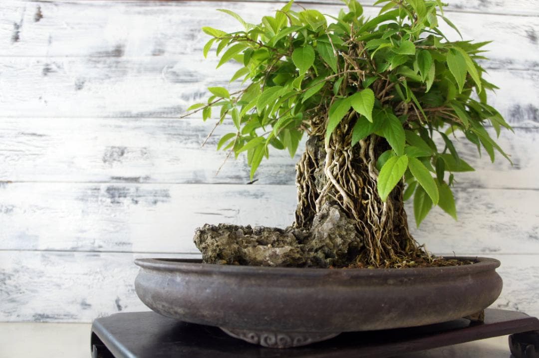 盆栽 『ウツギ 石付き』 石 インテリア 観葉植物 園芸 送料無料 b109