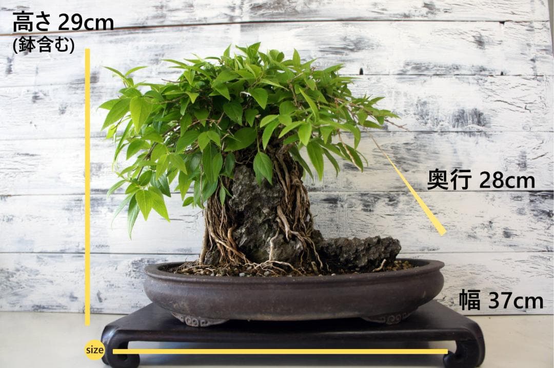 盆栽 『ウツギ 石付き』 石 インテリア 観葉植物 園芸 送料無料 b109