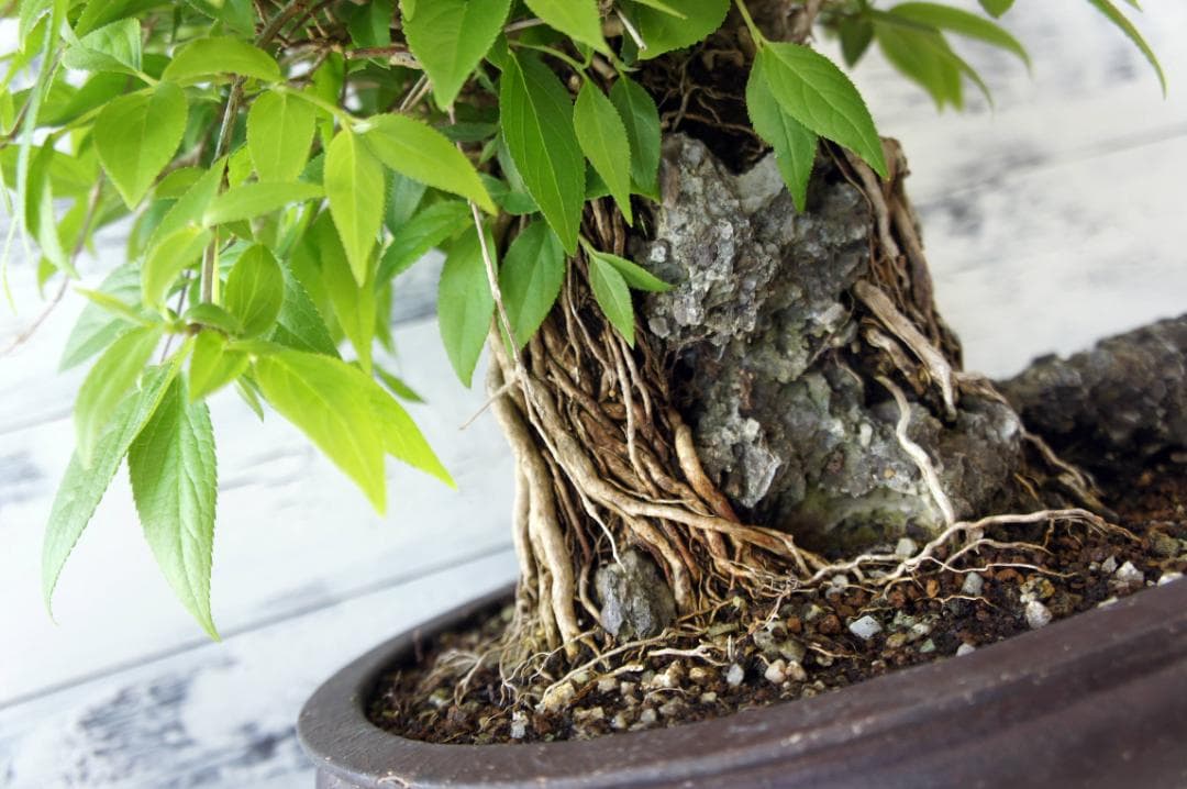 盆栽 『ウツギ 石付き』 石 インテリア 観葉植物 園芸 送料無料 b109