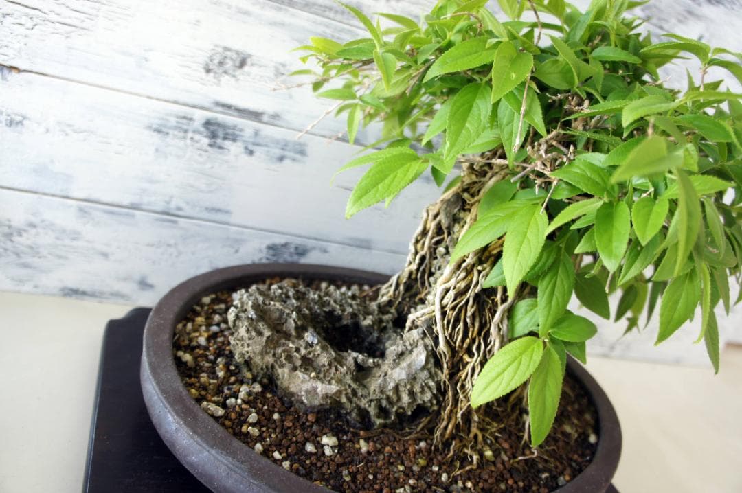 盆栽 『ウツギ 石付き』 石 インテリア 観葉植物 園芸 送料無料 b109