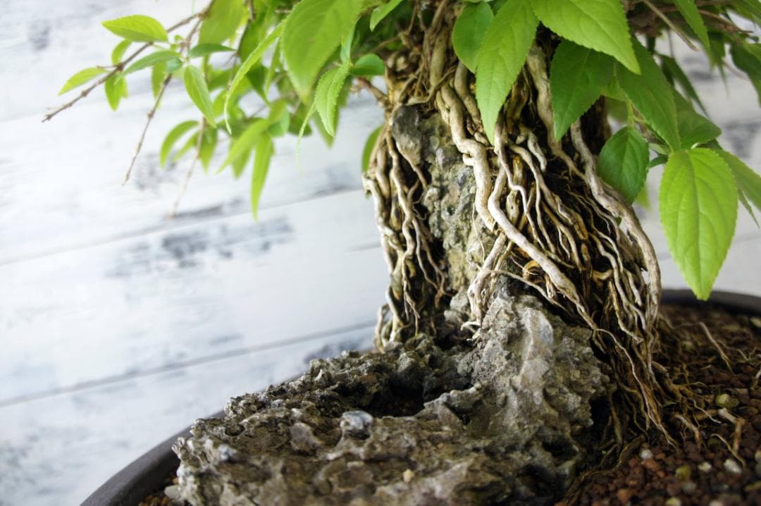 盆栽 『ウツギ 石付き』 石 インテリア 観葉植物 園芸 送料無料 b109