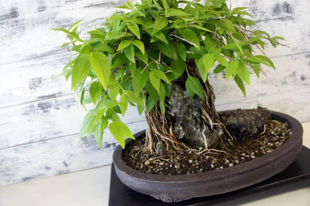 盆栽 『ウツギ 石付き』 石 インテリア 観葉植物 園芸 送料無料 b109