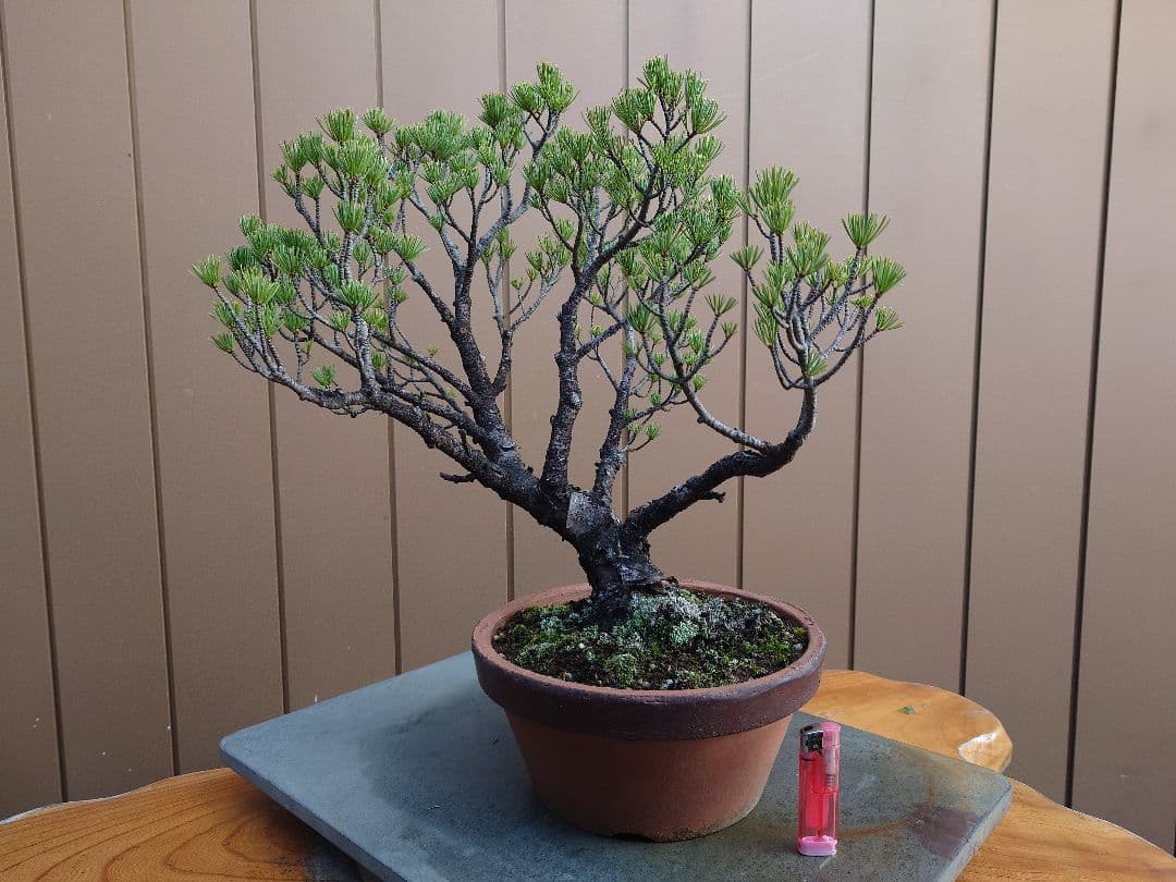 盆栽　五葉松　樹高40cm