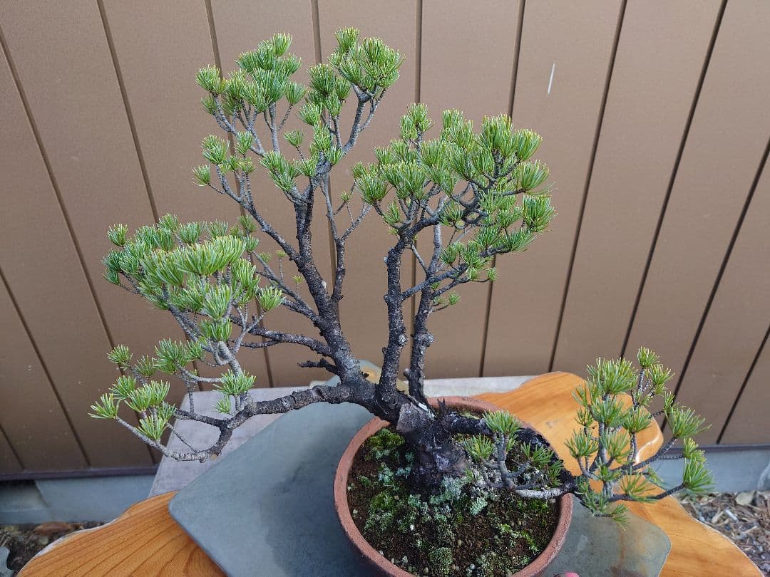 盆栽　五葉松　樹高40cm