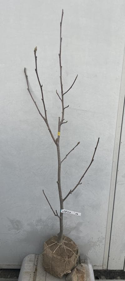 《現品》モクレン　エリザベス　樹高1.3ｍ（根鉢含まず）33【黄花/苗木】