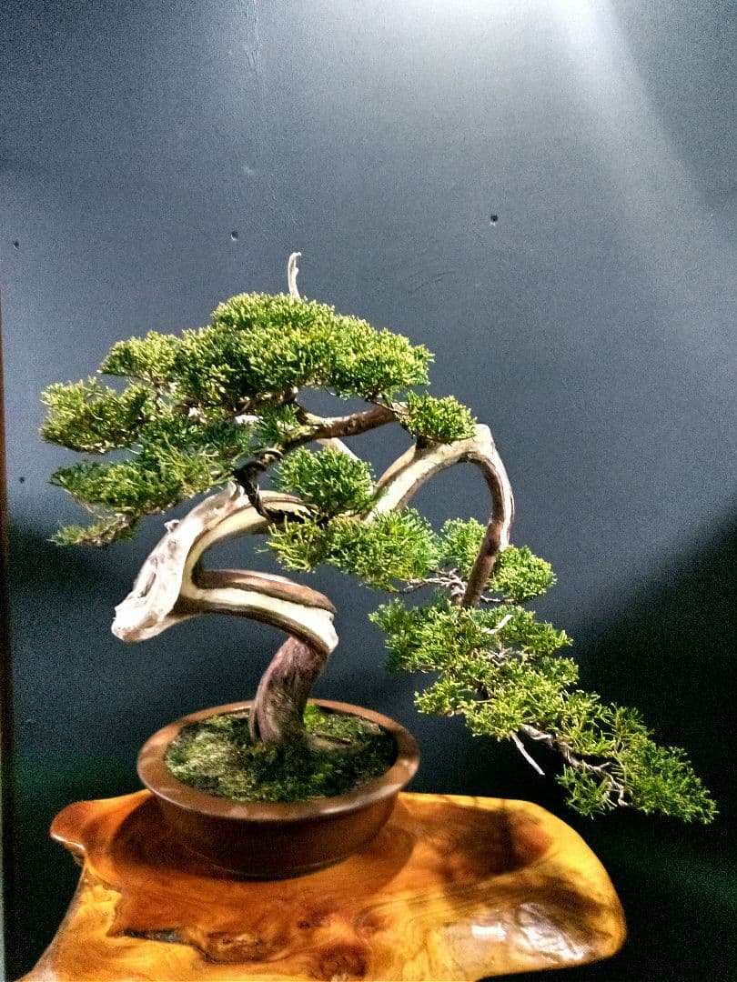 【中品　真柏盆栽】　　　　　 ⭕山木風に仕上げた一品❗