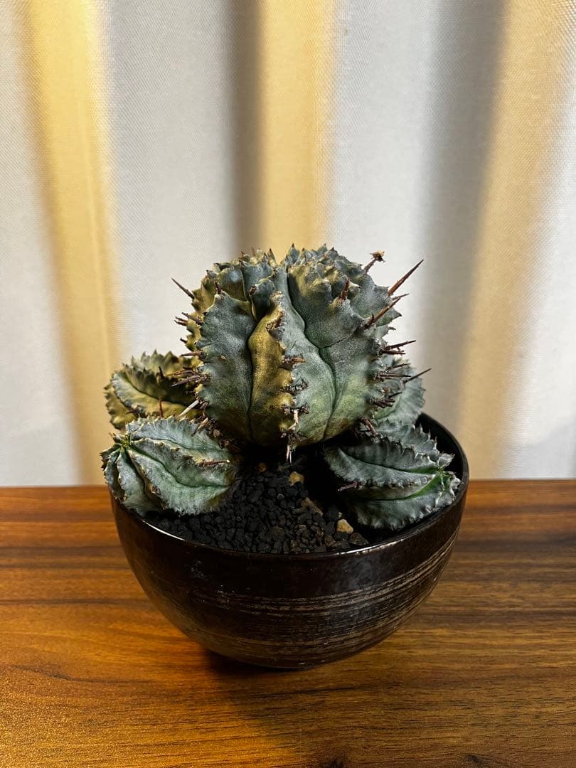 専用 ゲンコツホリダ 大株 親株 鉢付き