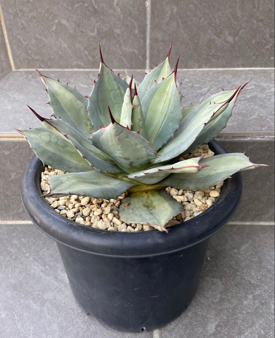 アガベ　パリー　吉祥天錦、径 約26㎝、7号鉢、斑入り（鉢のまま発送）