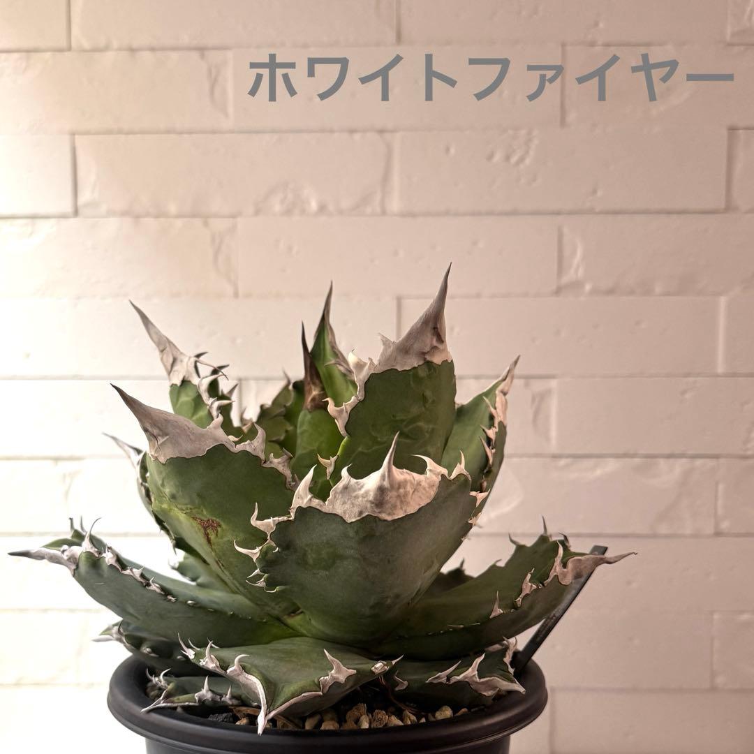 WF50 アガベ チタノタ ホワイトファイヤー 白火焔親株 ※鉢付き発送