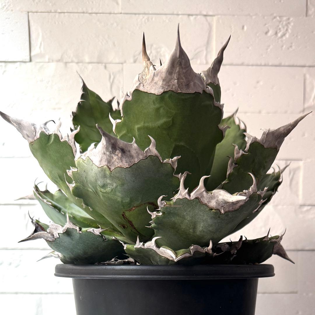 WF50 アガベ チタノタ ホワイトファイヤー 白火焔親株 ※鉢付き発送