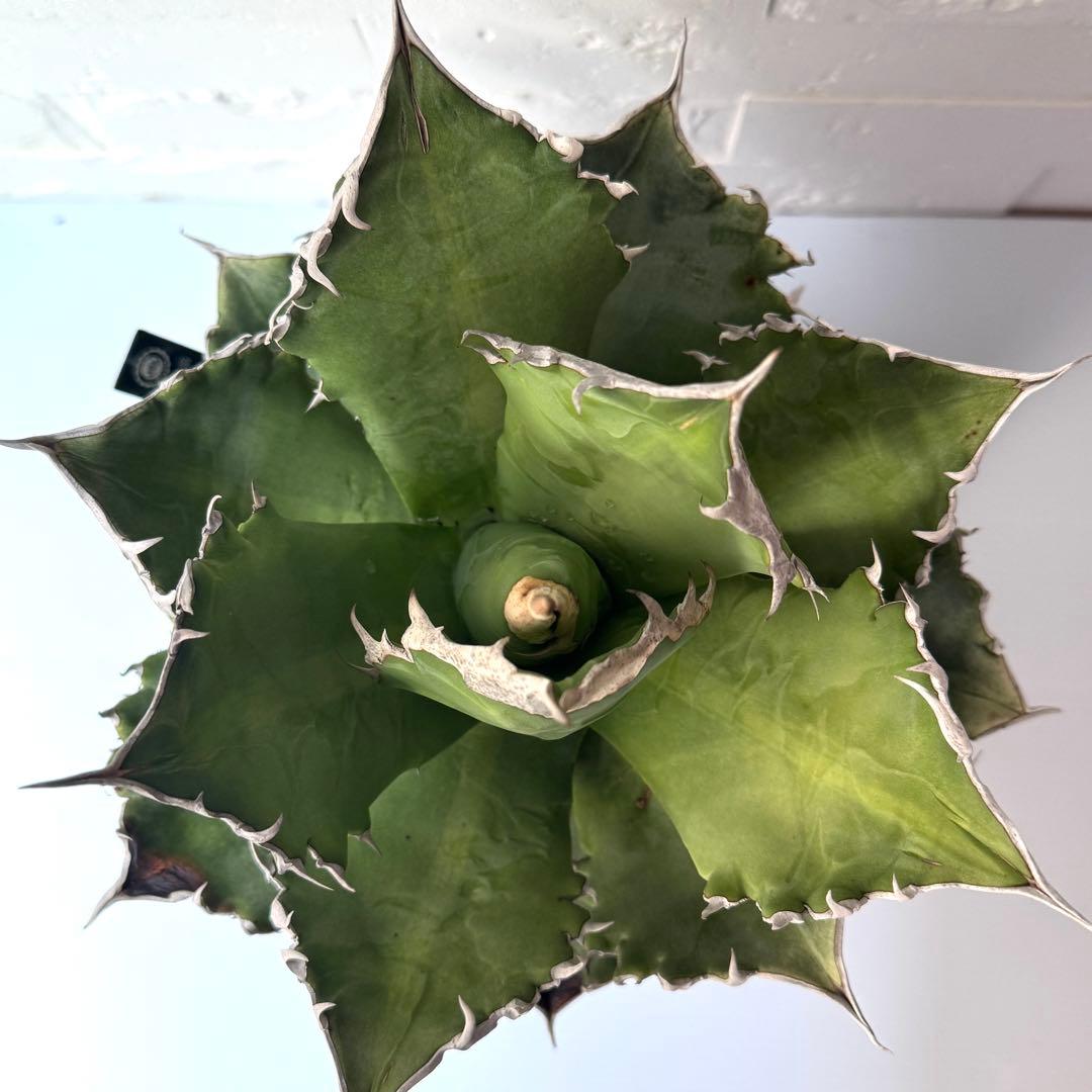 WF50 アガベ チタノタ ホワイトファイヤー 白火焔親株 ※鉢付き発送