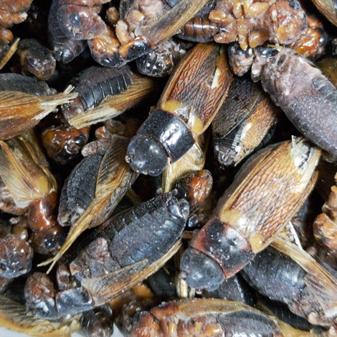 冷凍コオロギ Lサイズ 2kg 爬虫類 両生類 小動物 アロワナ フトアゴ等