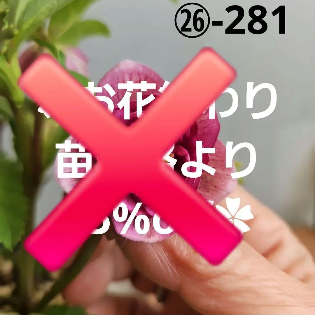 ㉖-281クリスマスローズ