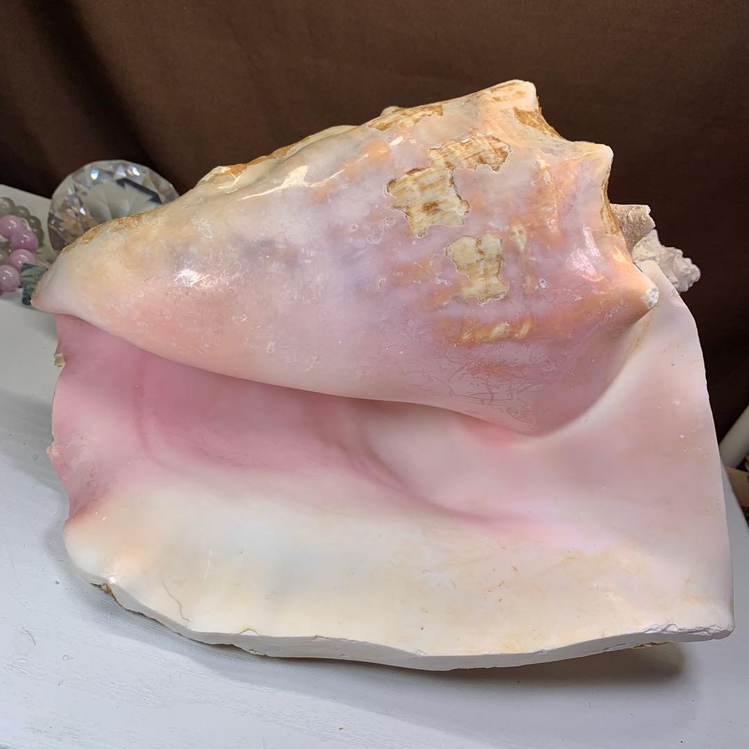 3.大きいクイーンコンクシェル・母貝、貝殻