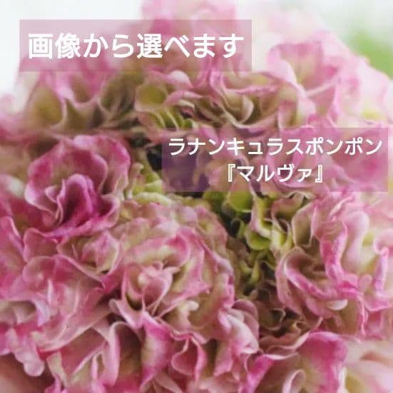 宿根草【タグ付】ラナンキュラスポンポン『マルヴァ』超大輪【５号】ポット苗　発送♪